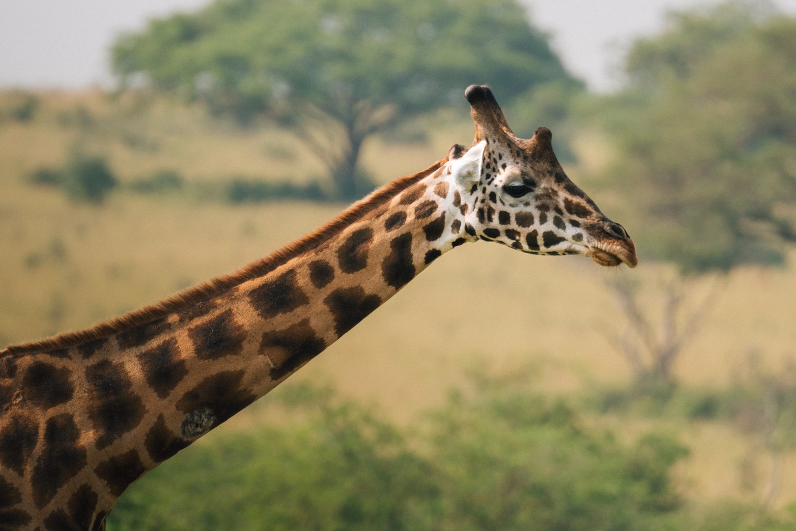 3-Day Murchison Falls Safari with Chimpanzee Trekking Trekking