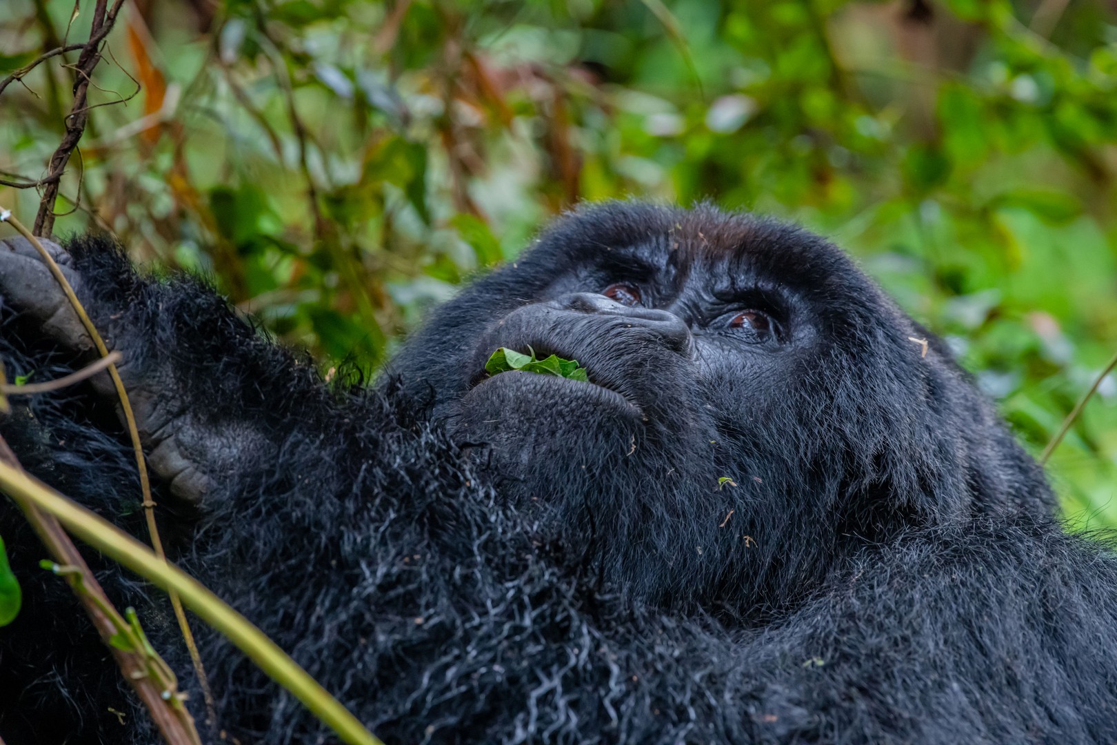 5 Day Gorilla, Chimpanzee & Tree Climbing Lions Safari