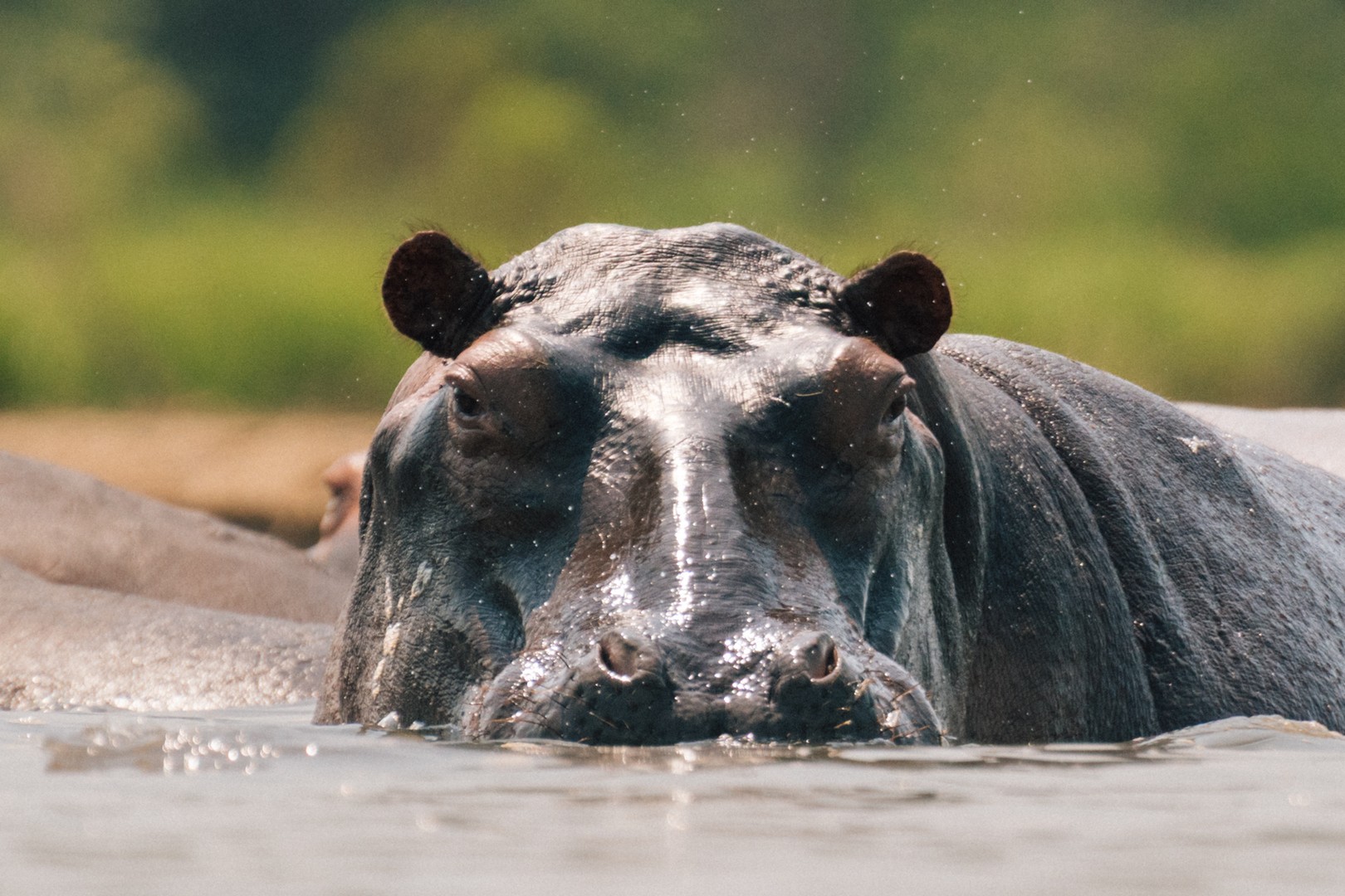 3 Day Queen Elizabeth Wildlife  Safari