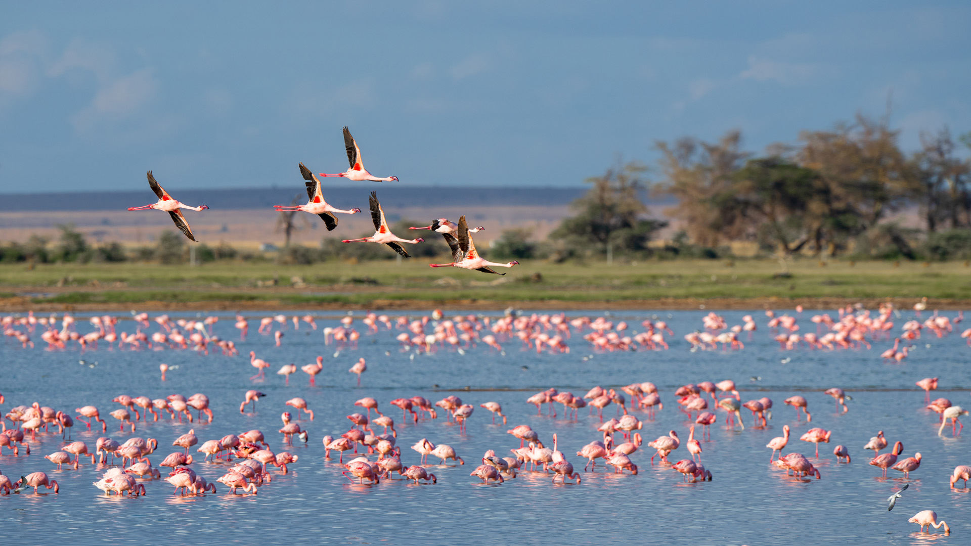 5 Days Kenya Wildlife Safari – Lake Nakuru, Masai Mara & Lake Naivasha