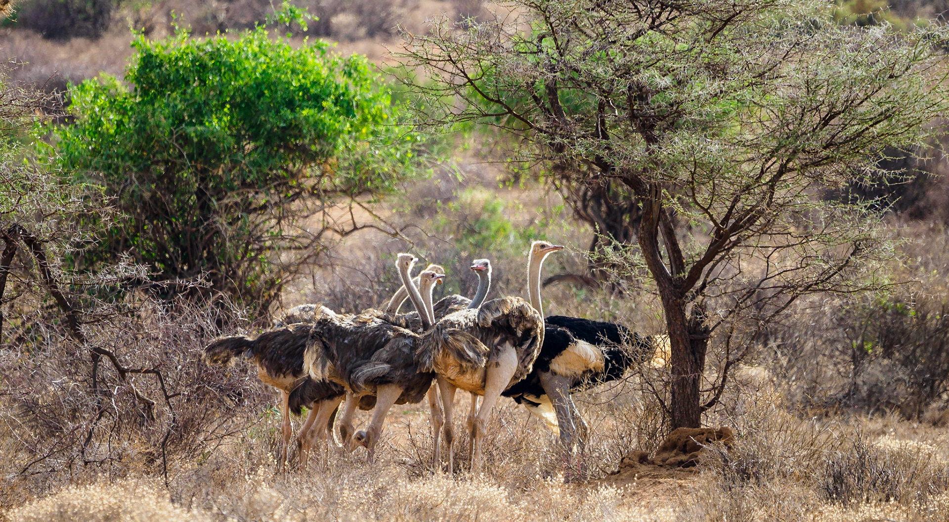 5 Days Samburu Wildlife Safari
