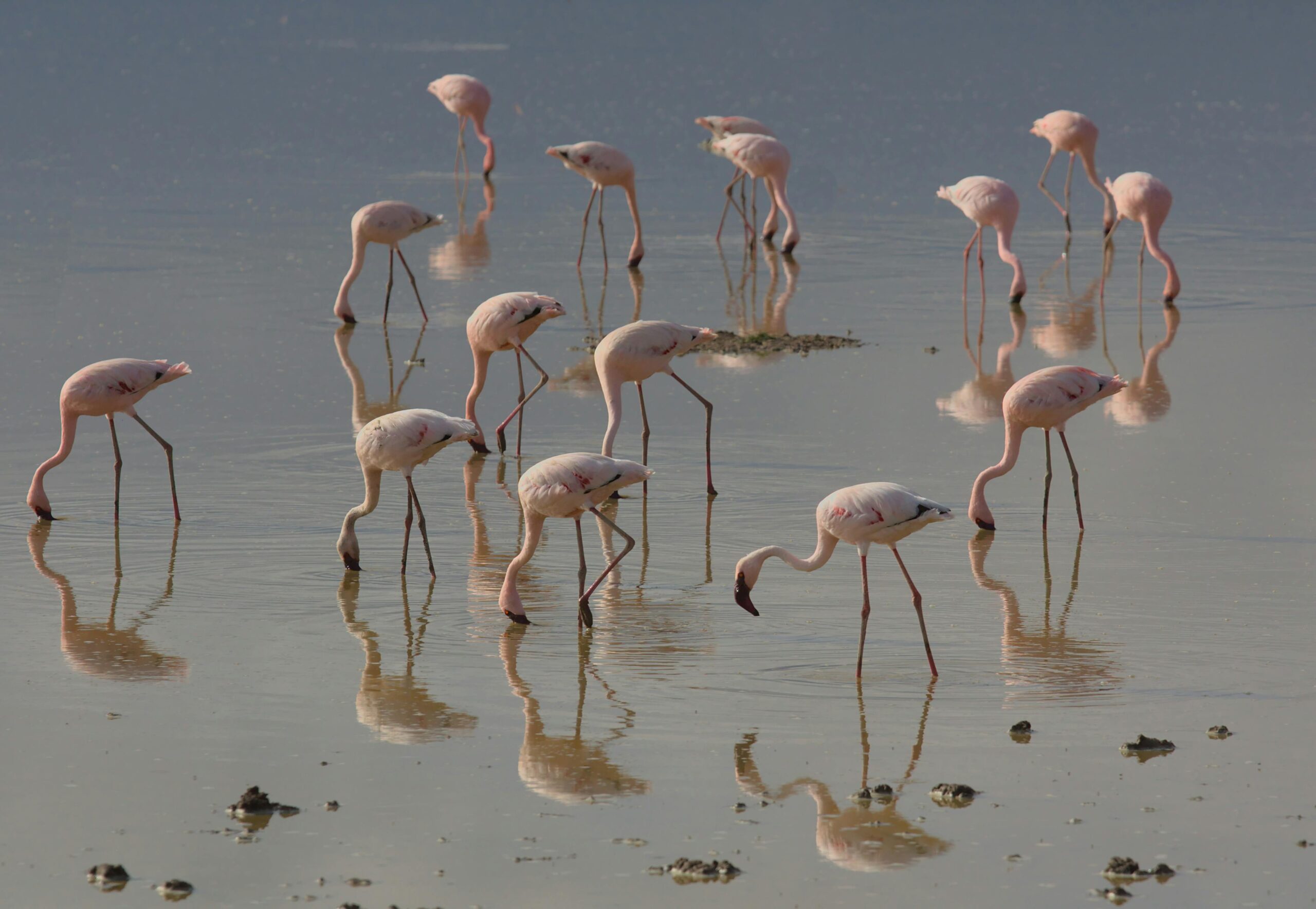 6 Days Kenya Classic Safari – Lake Naivasha, Masai Mara & Lake Nakuru