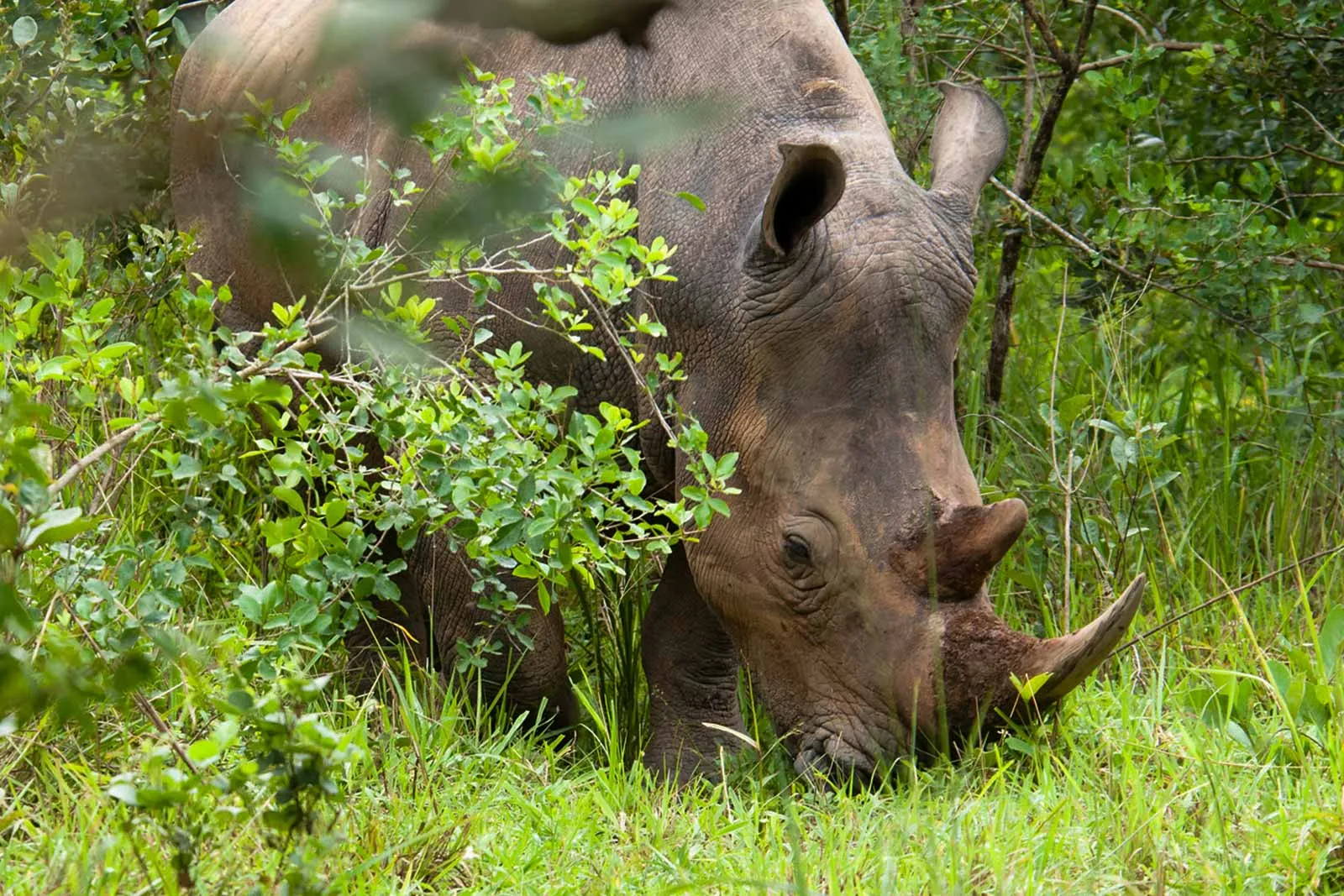 7 Days Kenya Big Five Safari