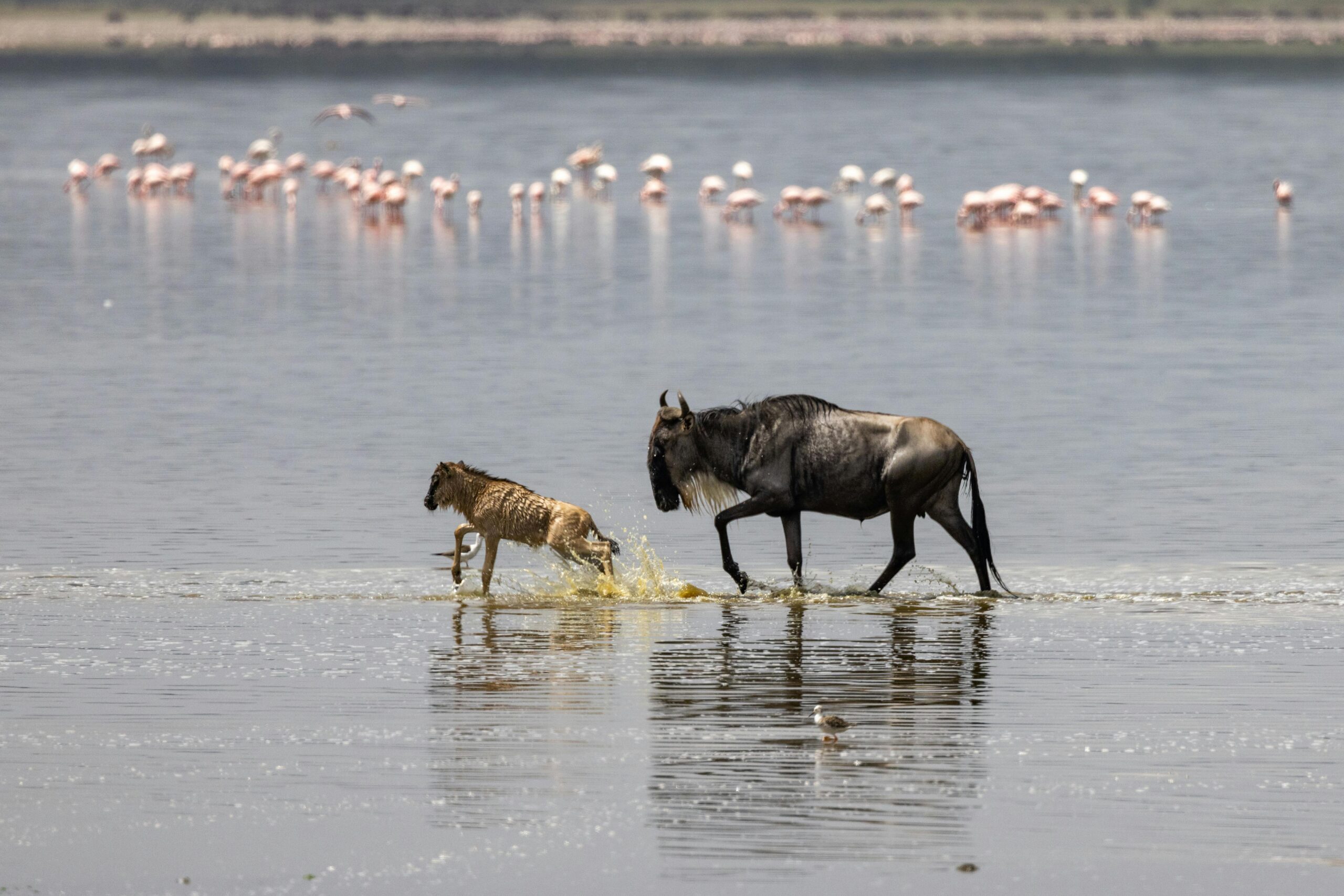 8 Days Kenya Wildlife Safari