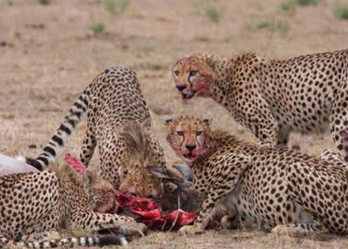8 Days Samburu and Masai Mara Safari