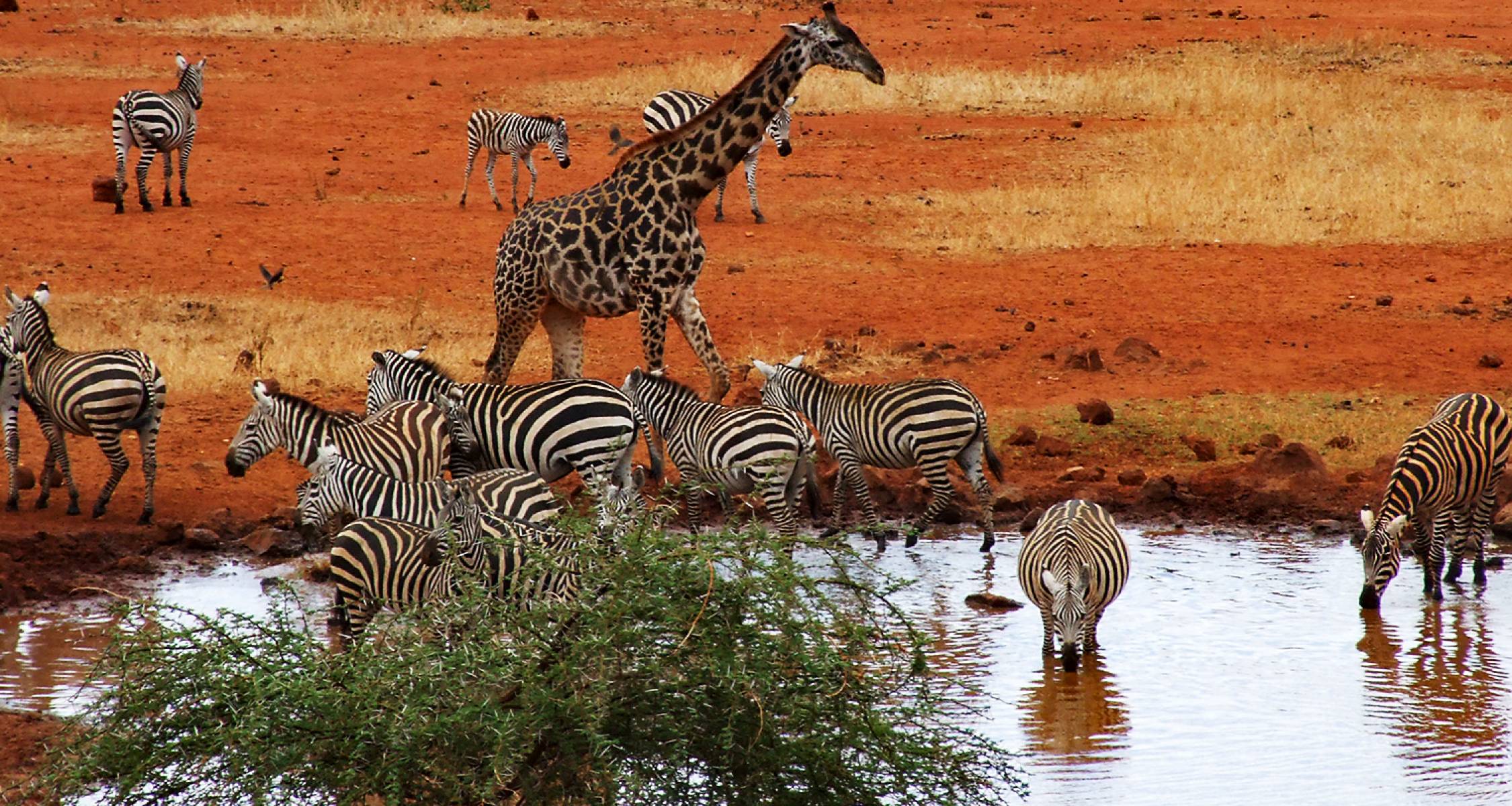 9 Days Northern and Southern Kenya Safari