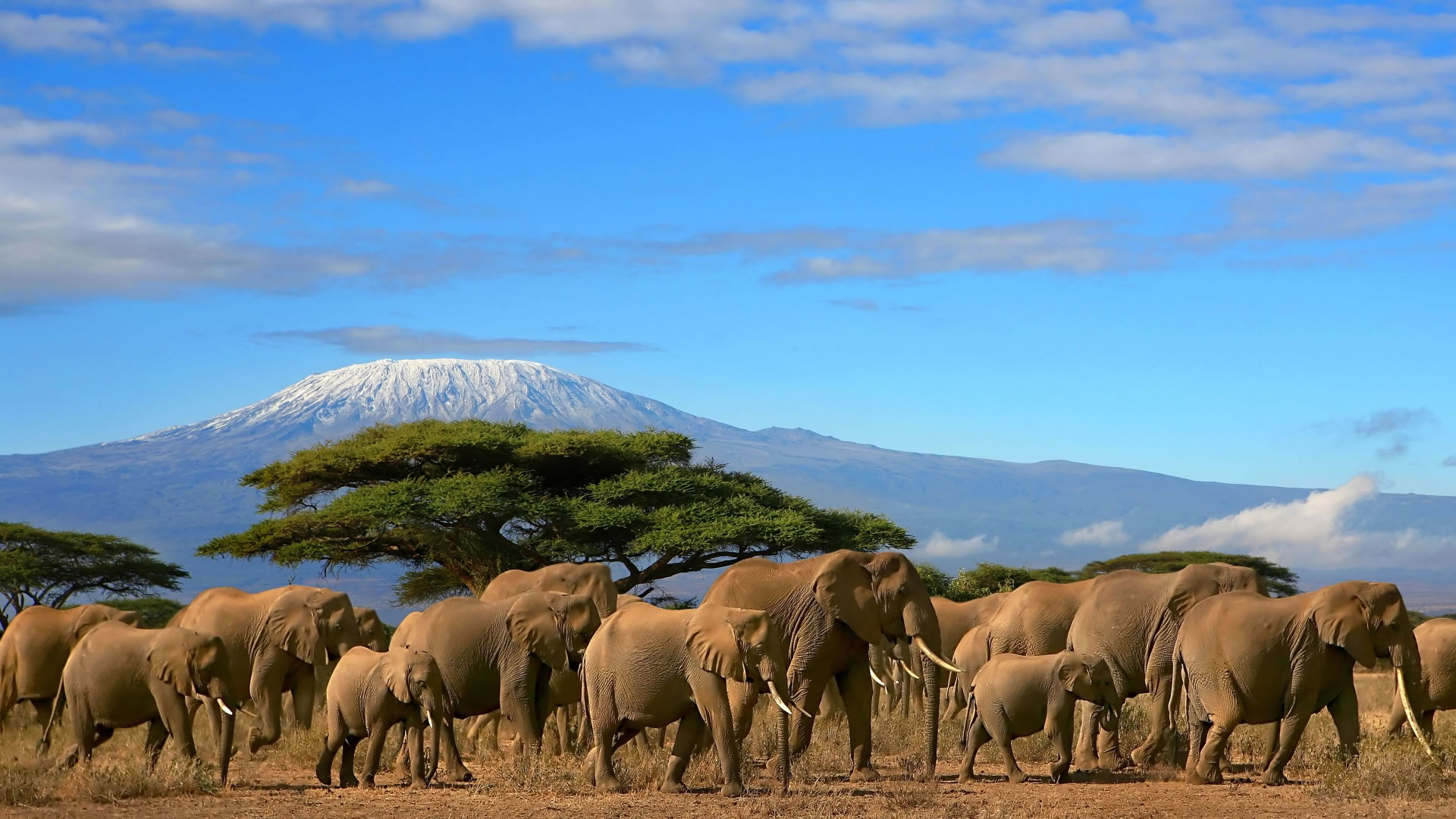10 Days Masai Mara, Amboseli and Tsavo Safari