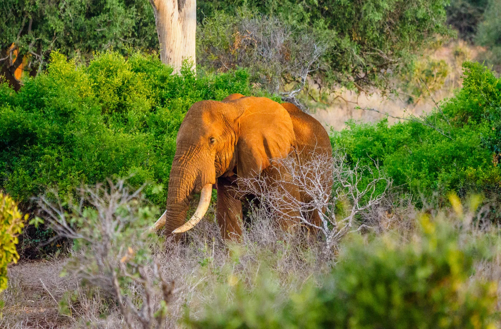 11 Days Kenya Scenic Safari