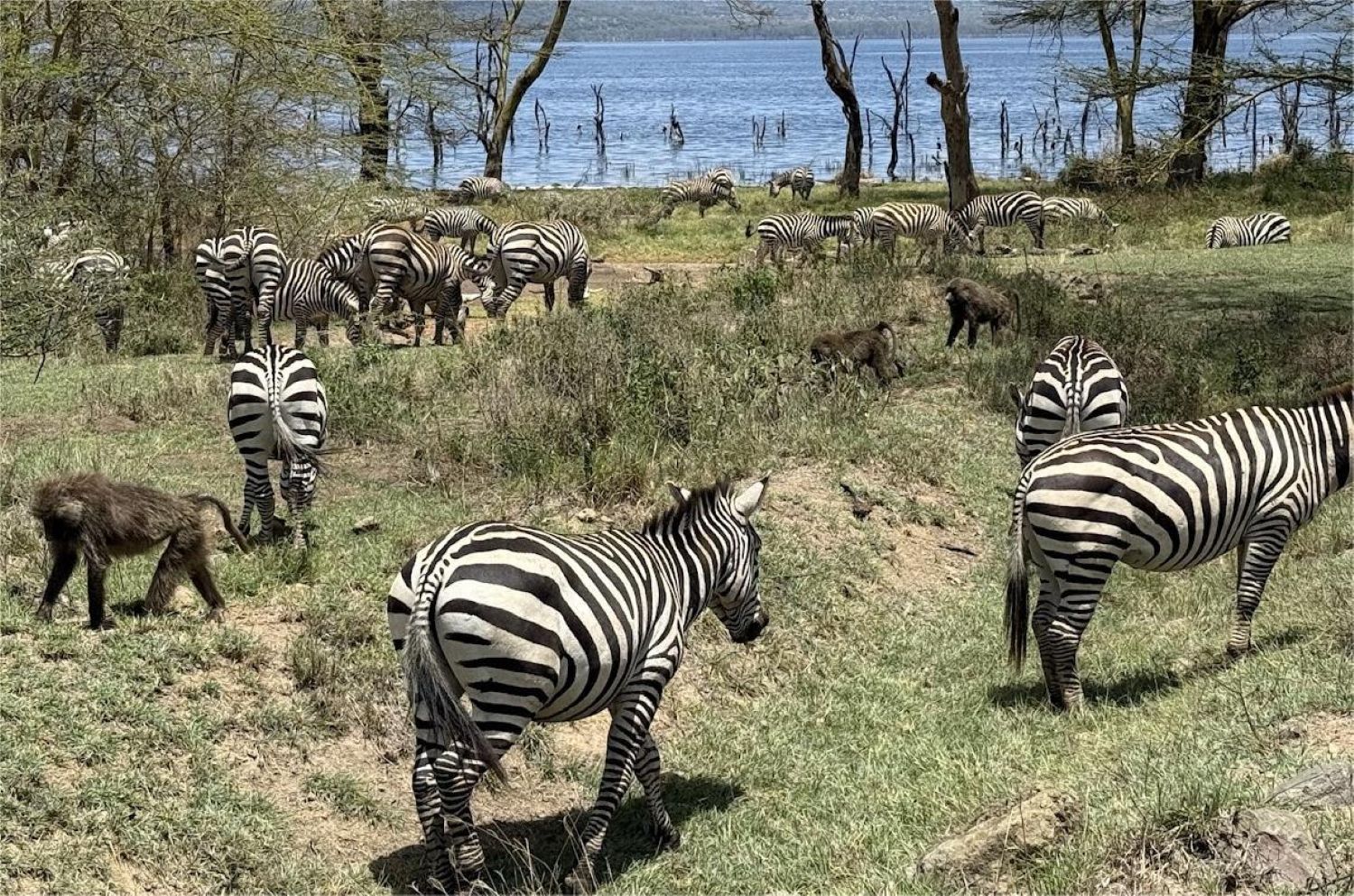 11 Days Kenya Wildlife and Culture Safari
