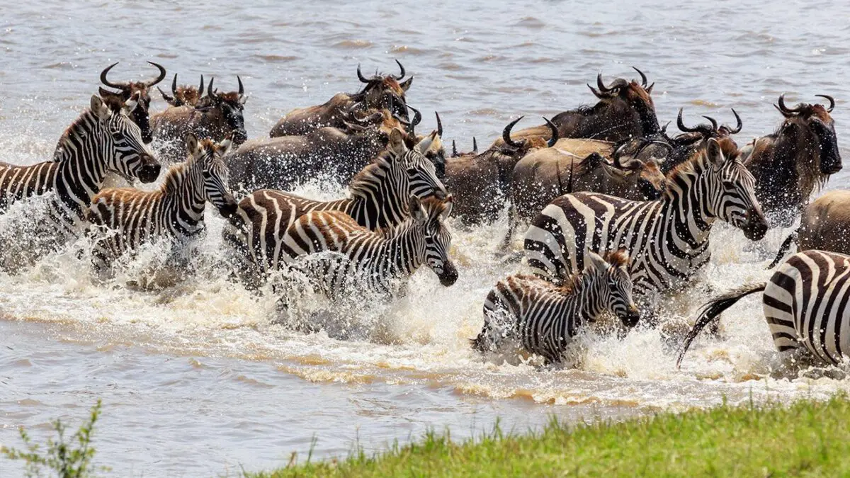 11 Days Masai Mara and Northern Circuit Safari