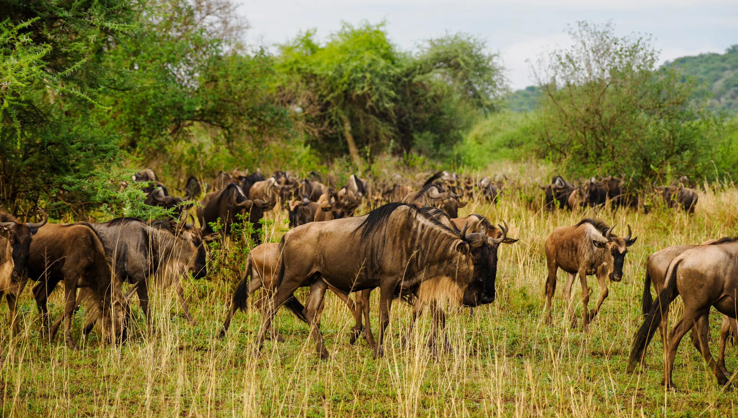 13 Days Kenya Complete Safari