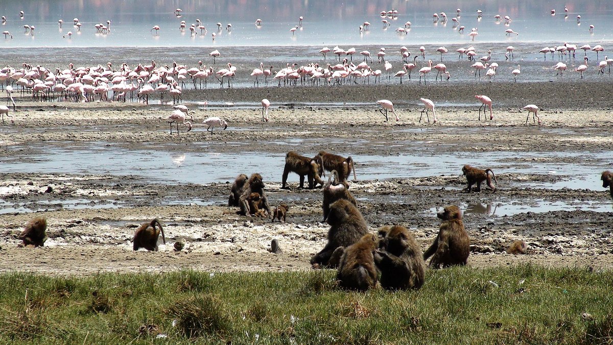 13 Days Kenya Diverse Ecosystems Safari