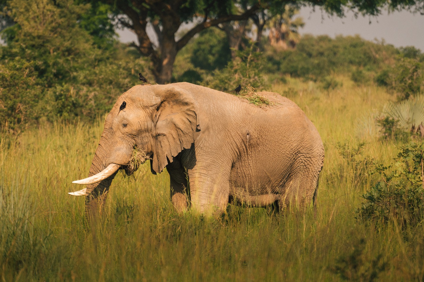 14 Days Kenya National Parks Safari – Ultimate Wildlife and Cultural Journey