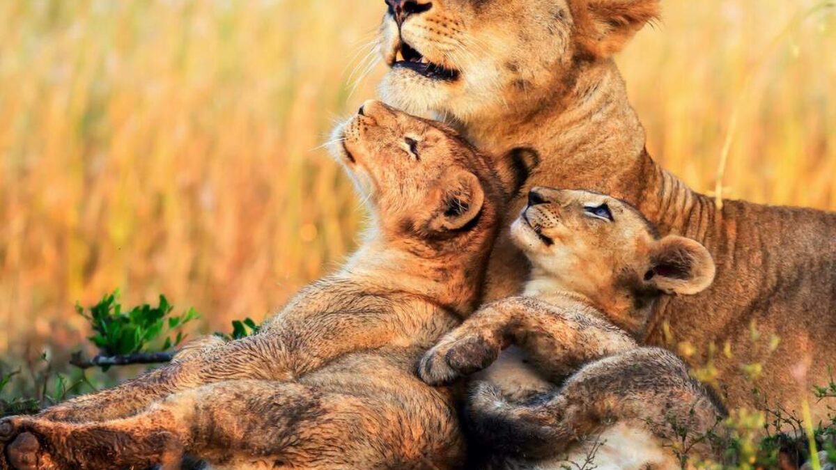 14 Days Kenya Premium Safari Adventure – Ultimate Wildlife and Cultural Journey