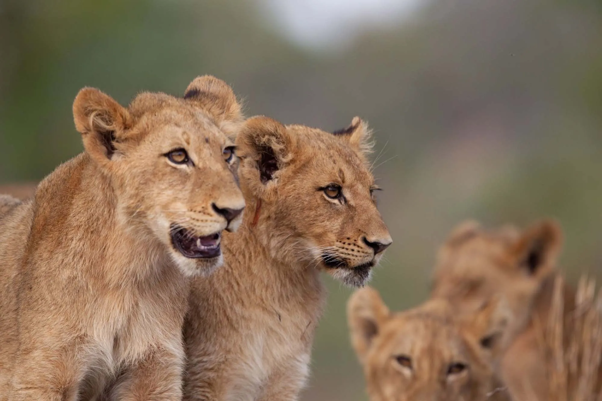 15 Days Kenya Ultimate Big Five Safari