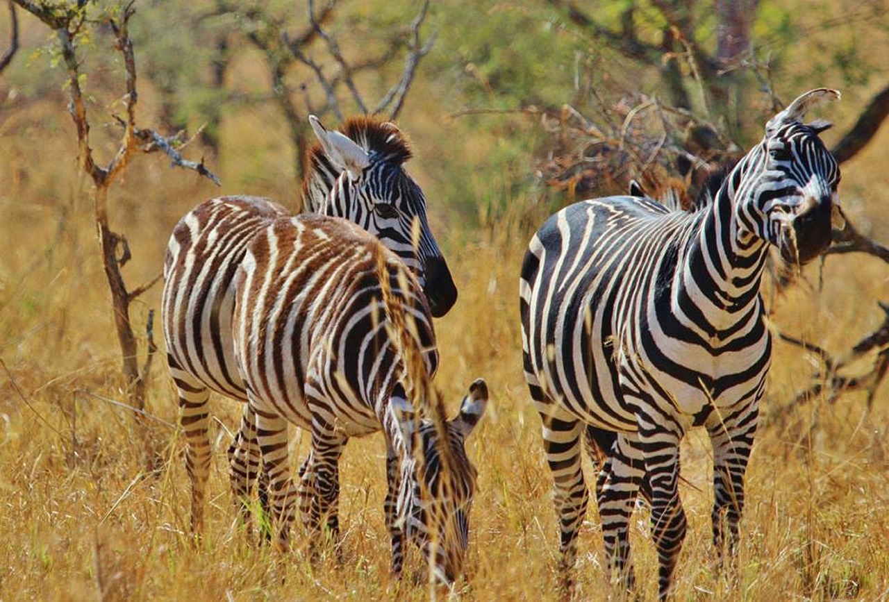 6 Days Tanzania Northern Circuit Safari