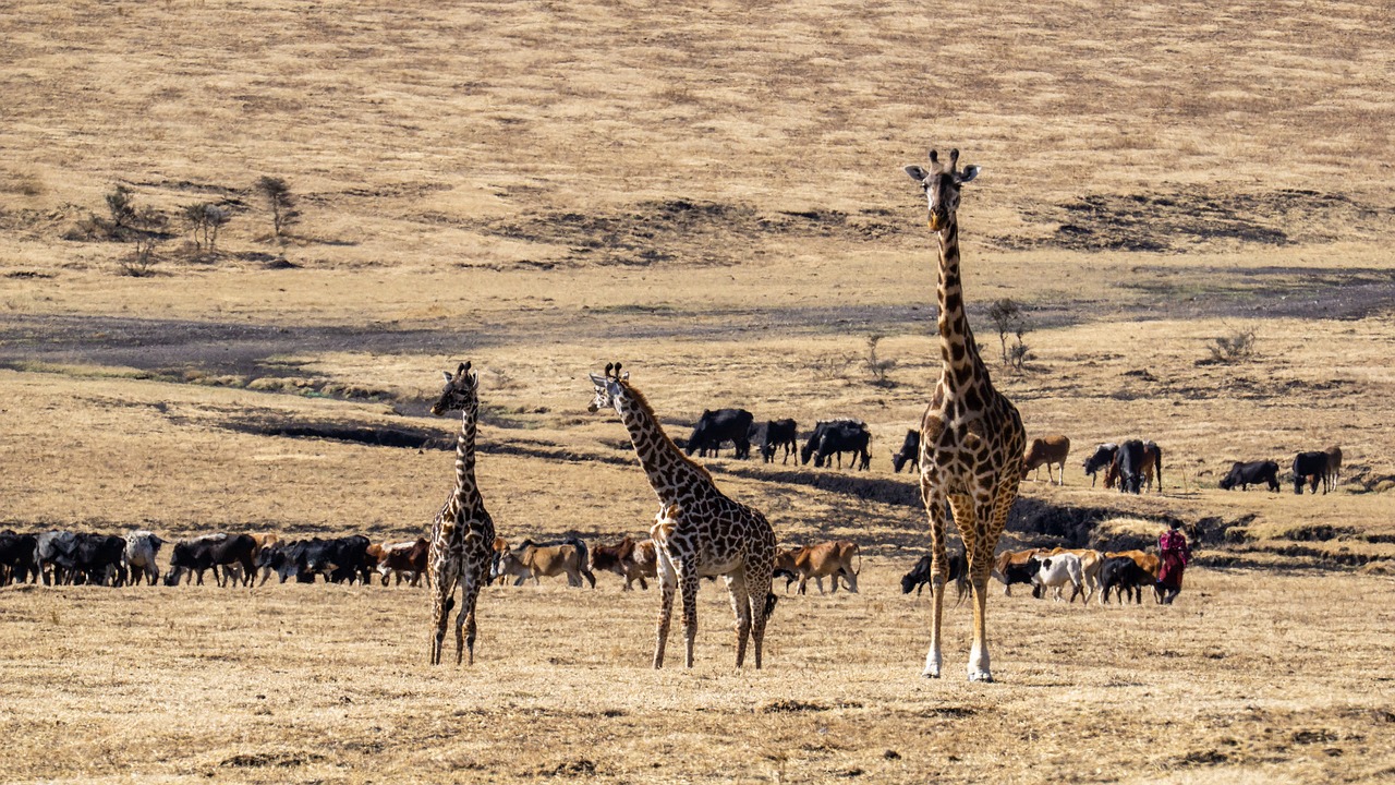 7 Days Tanzania Wildlife Luxury Safari (Big Five Tour Experience)