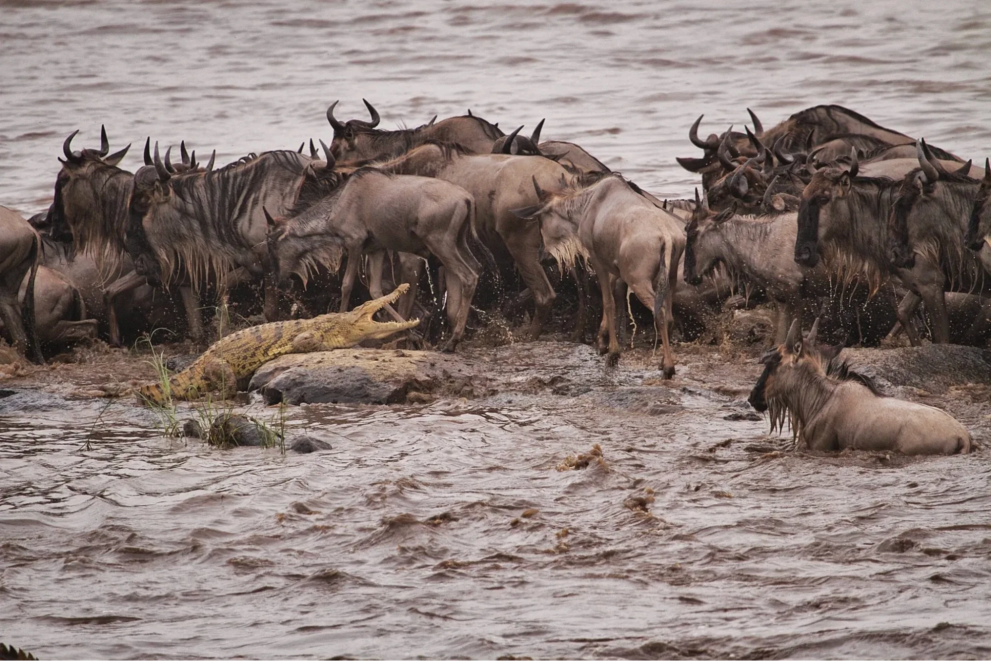 7-Day Tanzania Wildlife Safari to Northern Tanzania Safari Circuit Adventure