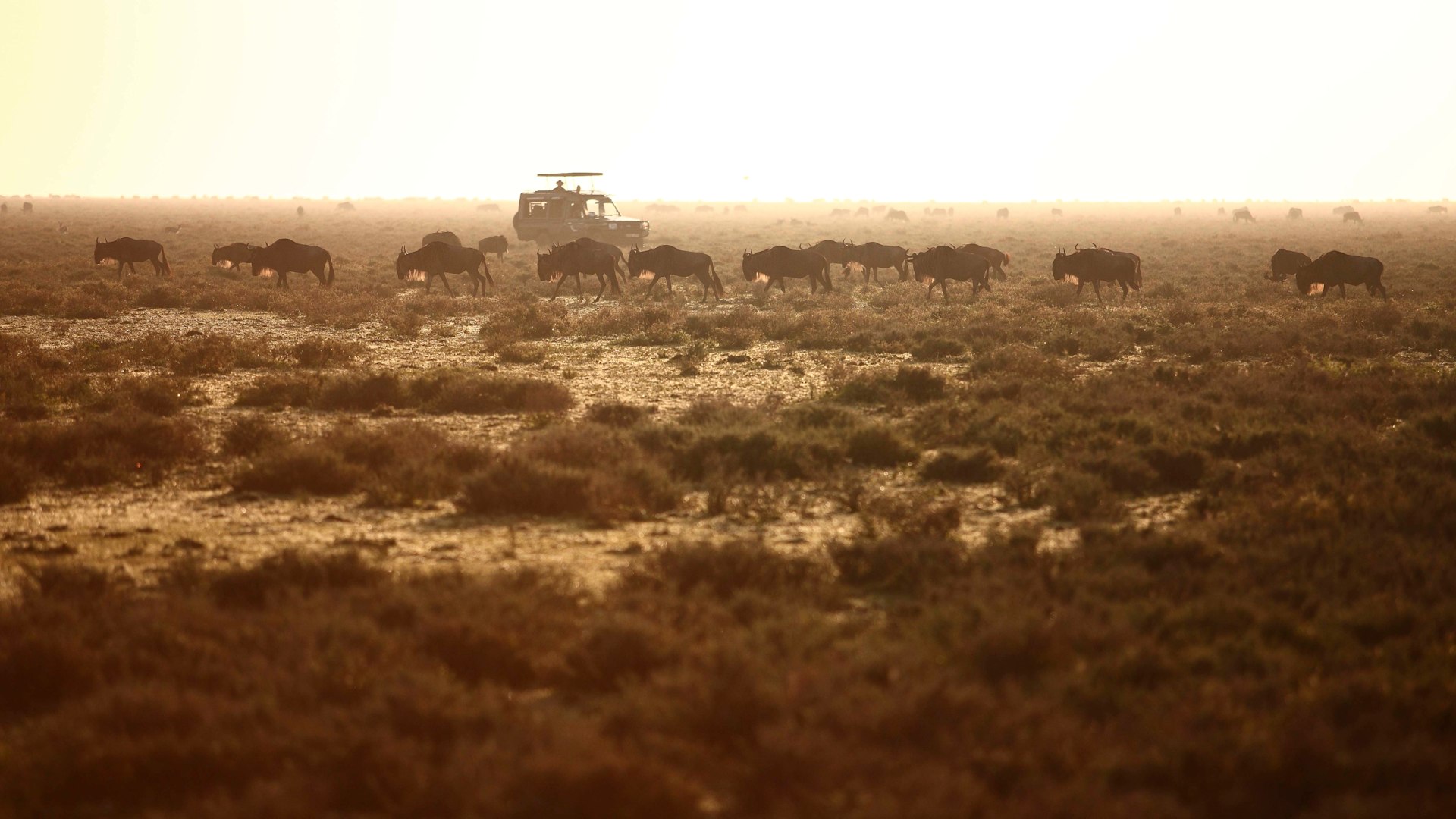 7-Day Tanzania Wildlife Safari  Adventure Wonder Experiences