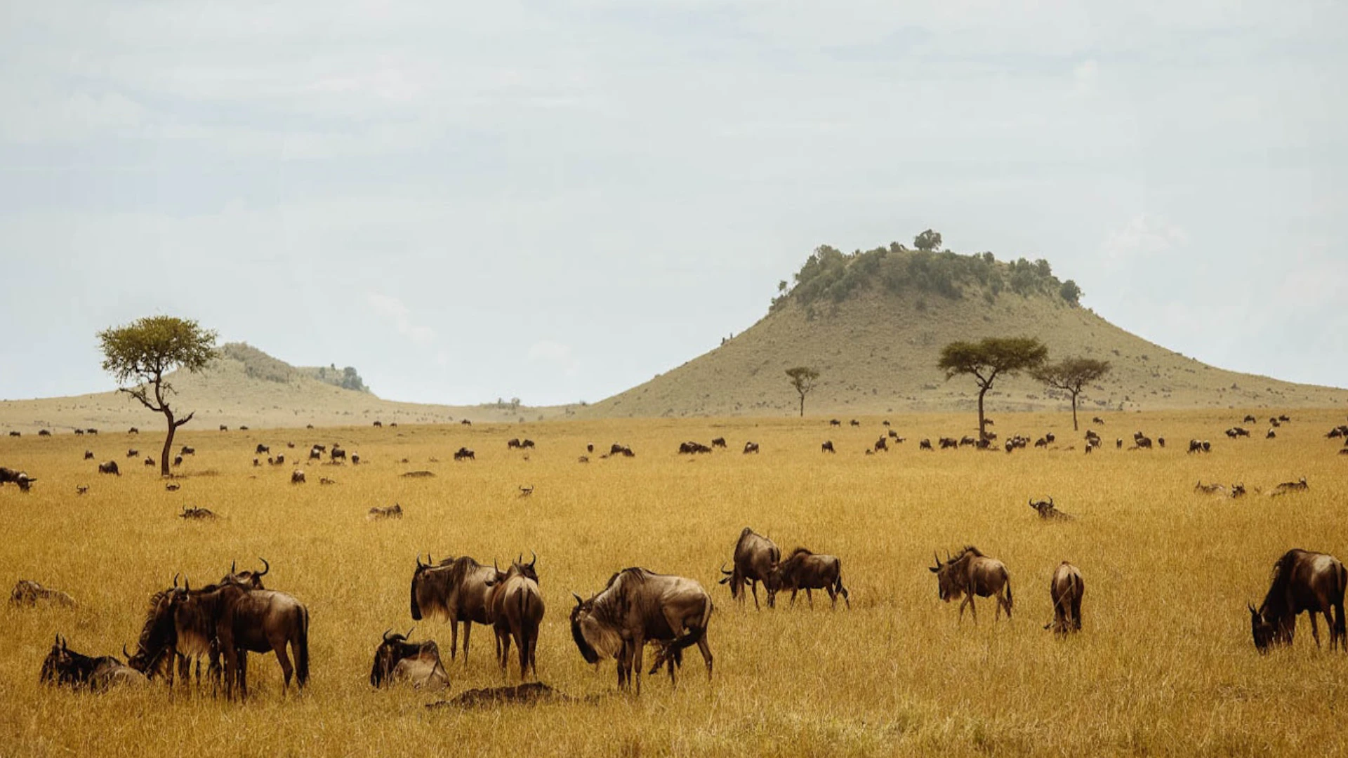 8-Day Serengeti Wildlife Holiday Adventure Safari Tanzania Trip