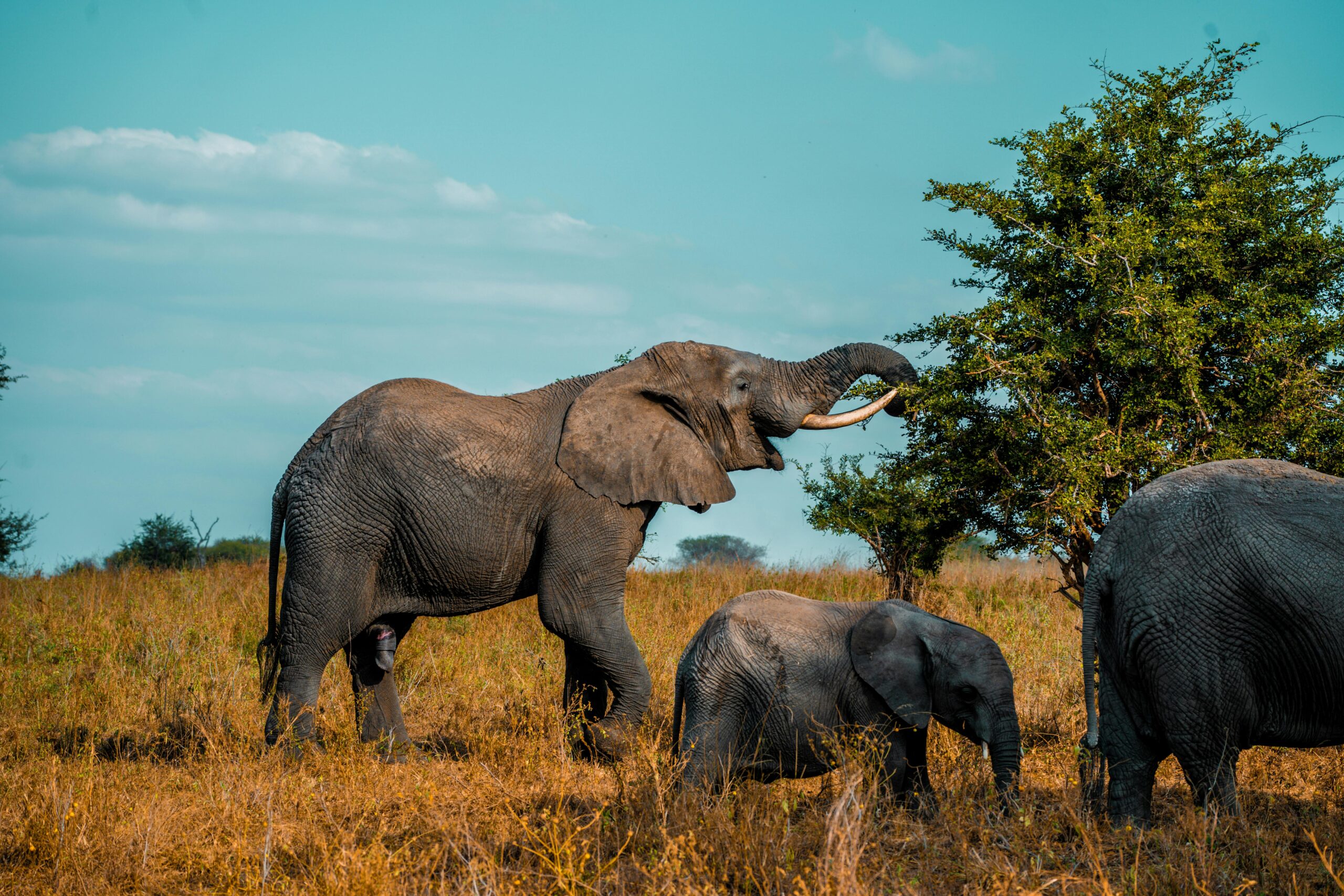 8-Day Tanzania Northern Circuit Big Five Wildlife Safari Holiday Adventure