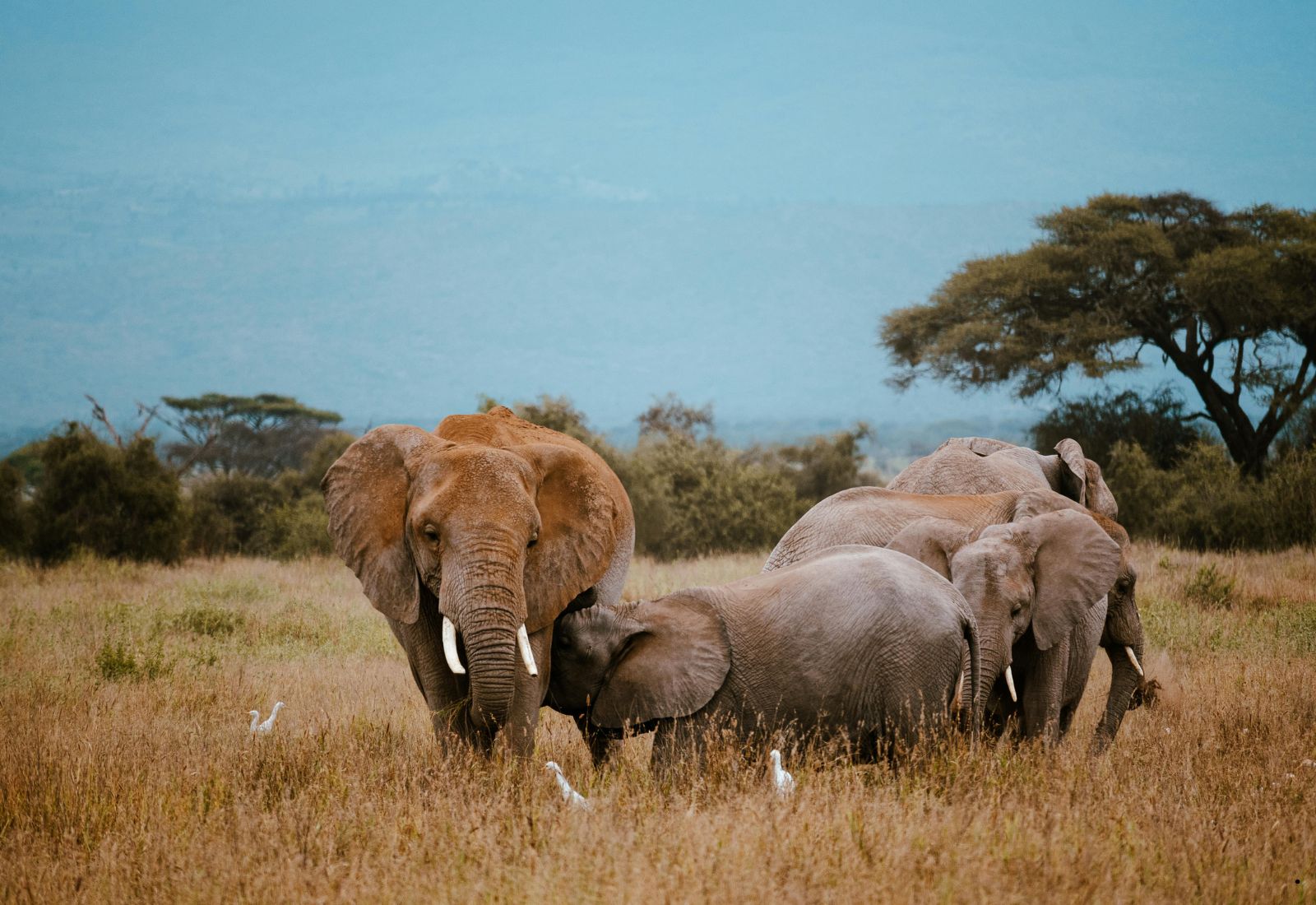 9-Day Tanzania Adventure Safari Big Five Classic Safari