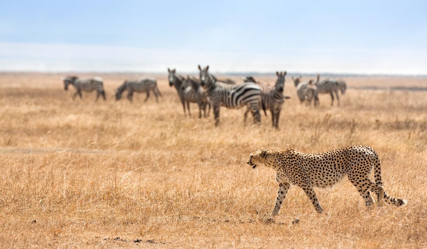 9-Day Tanzania Wildlife Adventure Safari  Holiday Itinerary