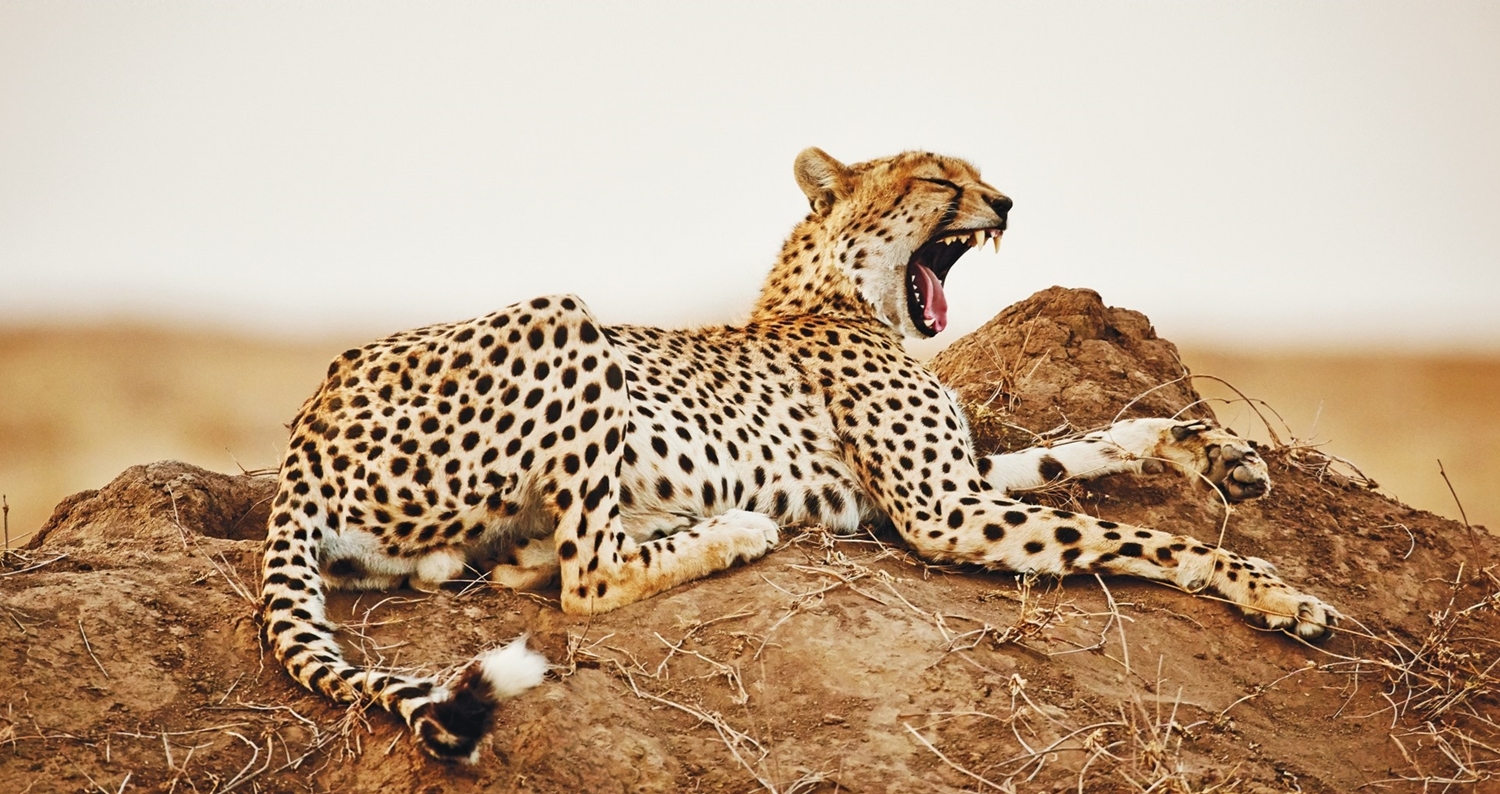 10-Day Tanzania Wildlife Safari & Zanzibar Vacation