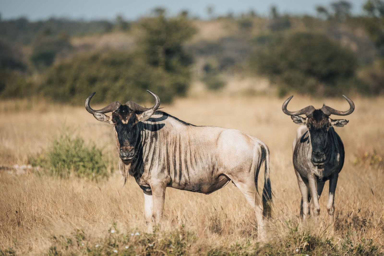 12-Day Tanzania Wildlife Safari -Great Migration Safari Experience