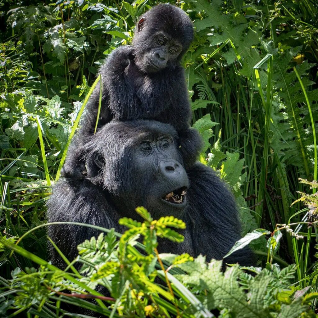 Best Sector for Gorilla Trekking in Bwindi Impenetrable Forest