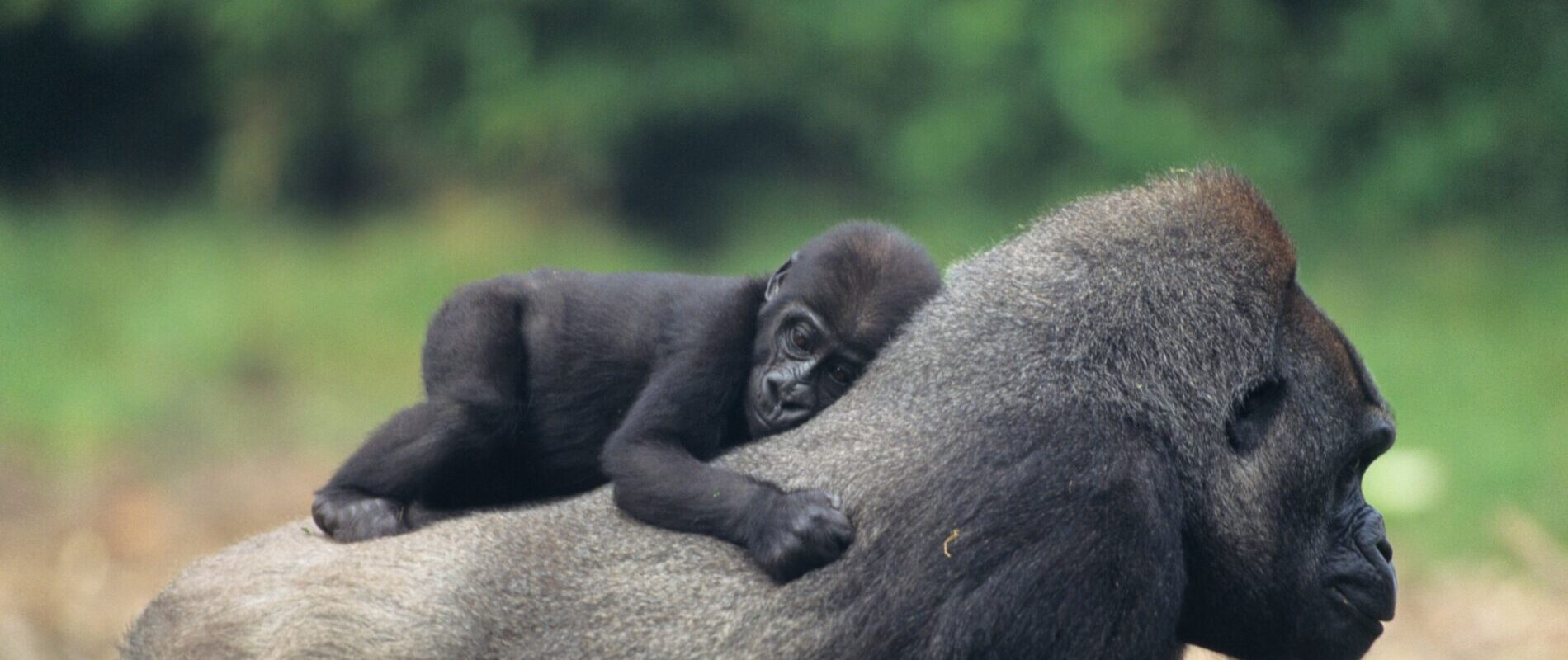 Buhoma Sector of Bwindi Impenetrable Forest