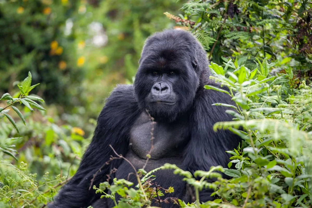 Gorilla Trekking in Nkuringo Sector of Bwindi Impenetrable Forest