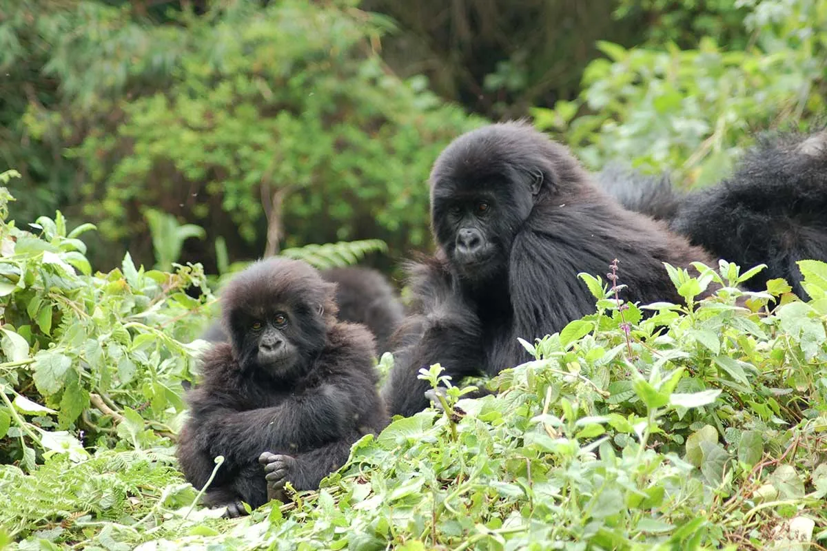 Family Gorilla Safari in Bwindi Impenetrable Forest Uganda