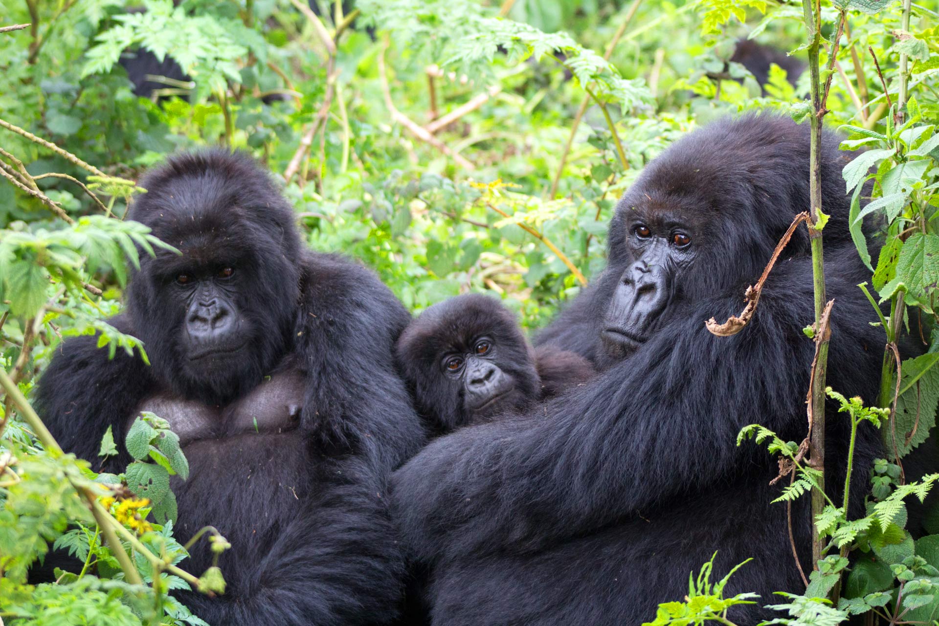 Gorilla Trekking Honeymoon in Bwindi: Wild Romance with Ngeye Tours & Travel