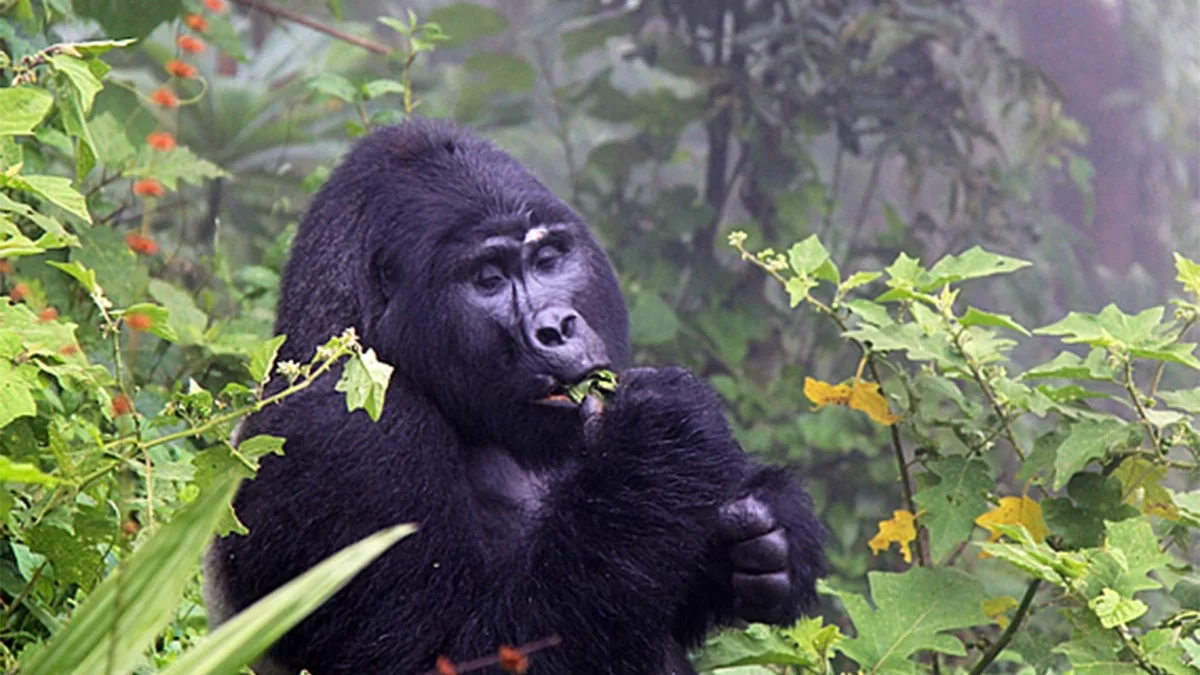 The Best Time to Come for Gorilla Trekking