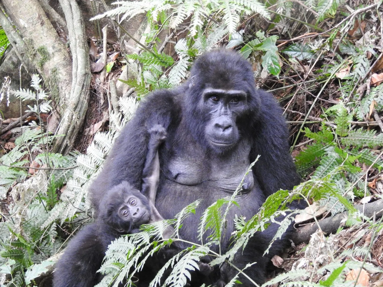 Travel Tips for a Smooth Uganda Gorilla Safari