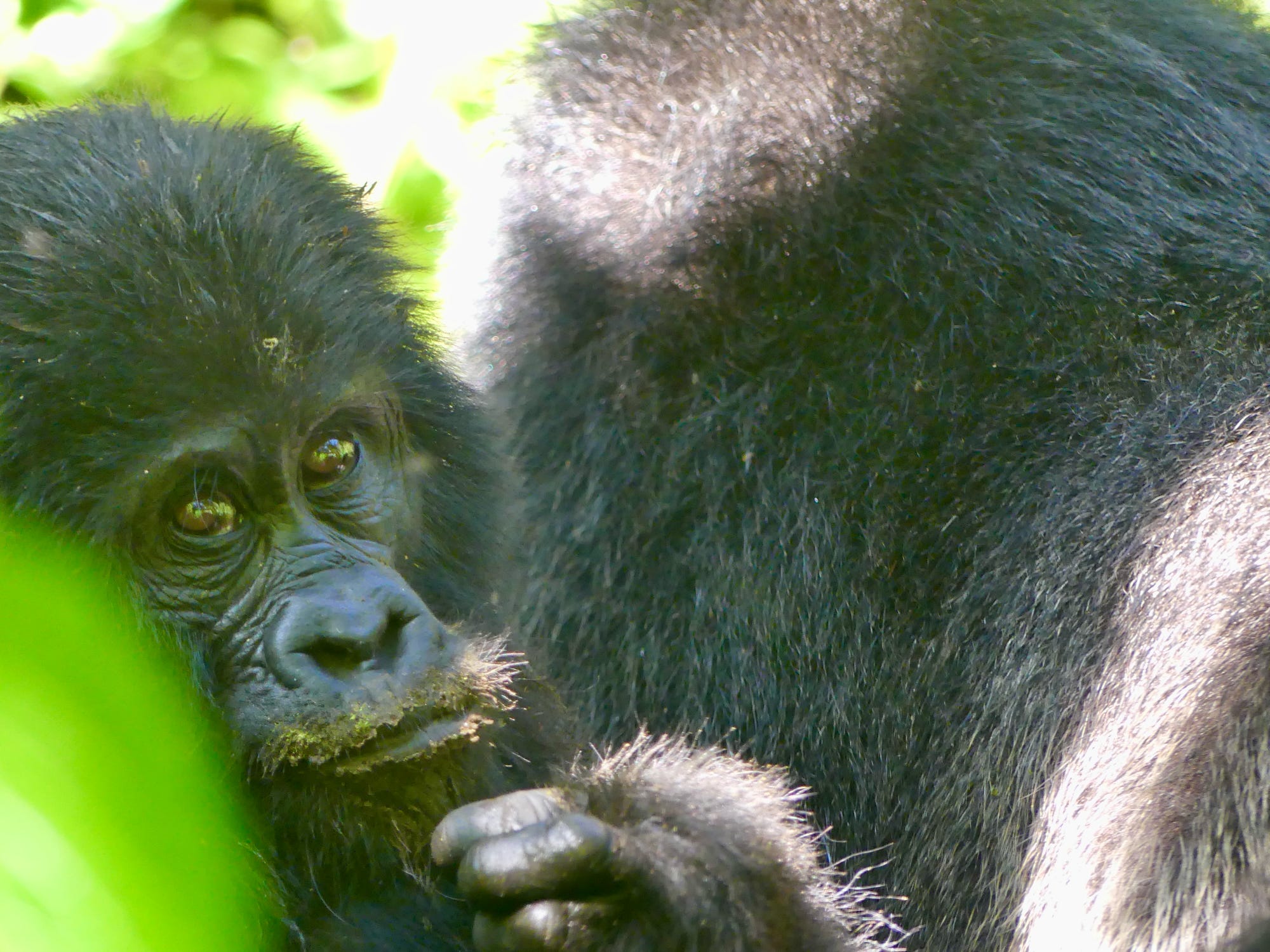 How Many Hours Are Spent on a Gorilla Trekking Safari?