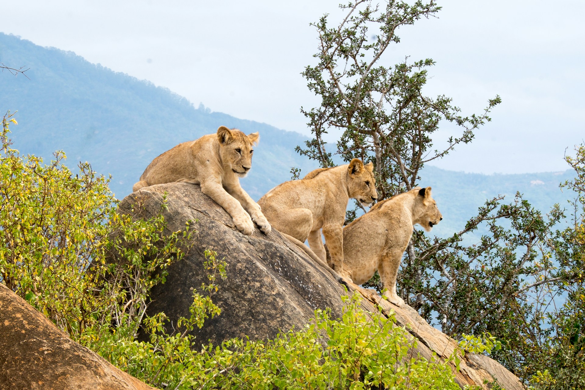 Why Don’t Lions Attack Safari Vehicles