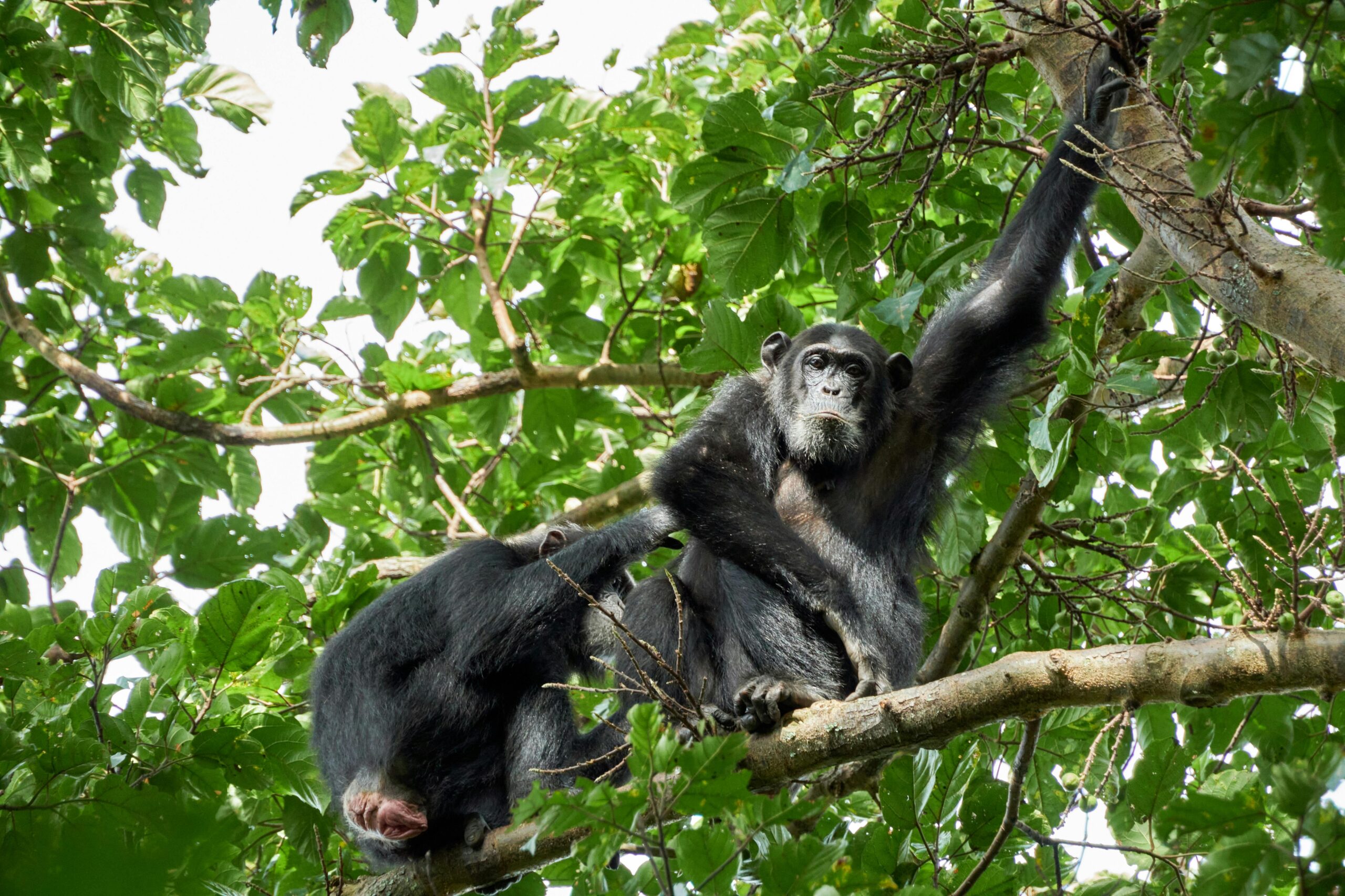 Chimpanzee Trekking in Uganda