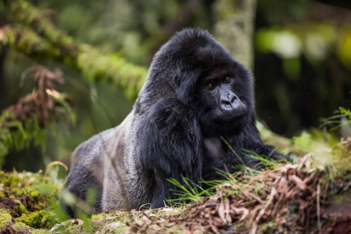 Uganda What to Expect on a Safari