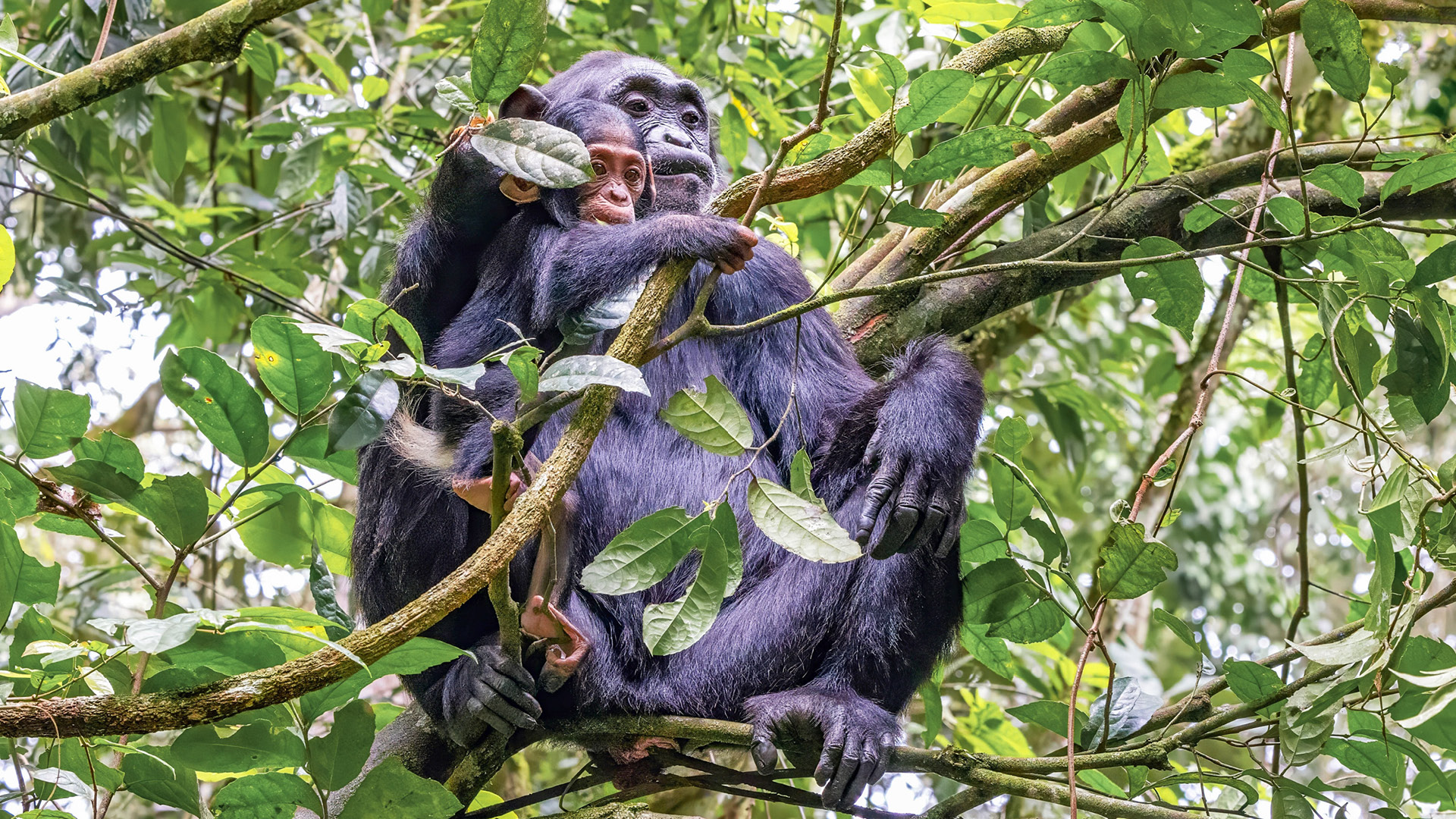Chimpanzee Trekking in Uganda