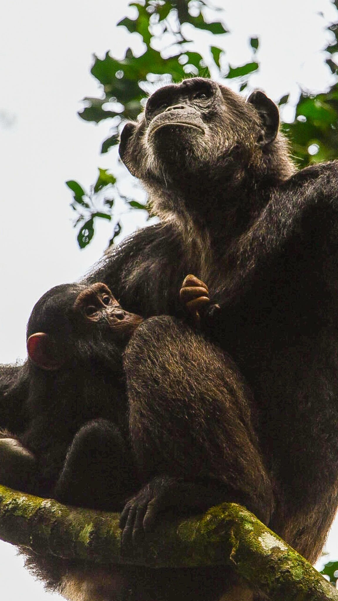 How to Book Chimpanzee Permits in Uganda