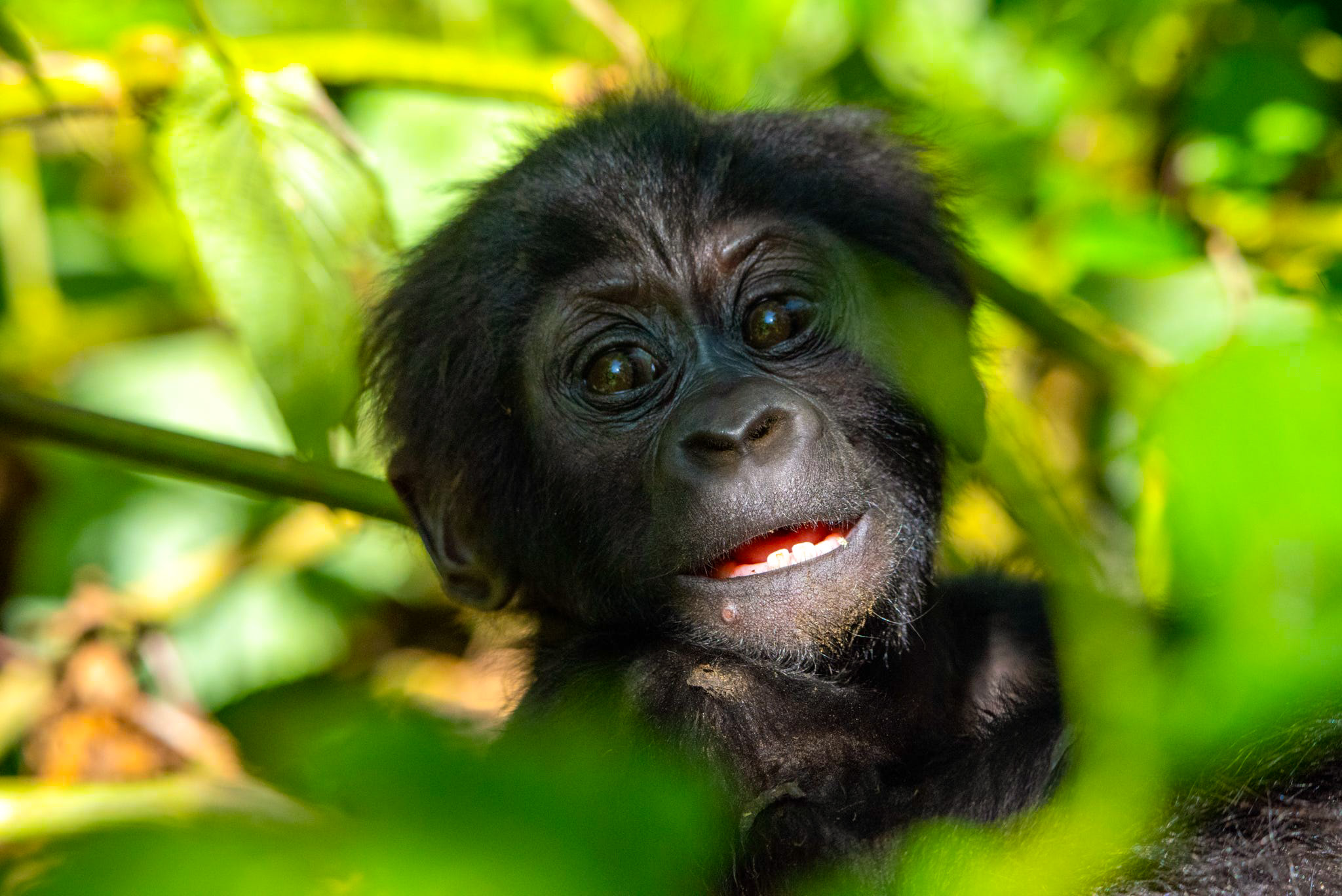 Where to Stay in Rwanda for Gorilla Trekking and Safaris