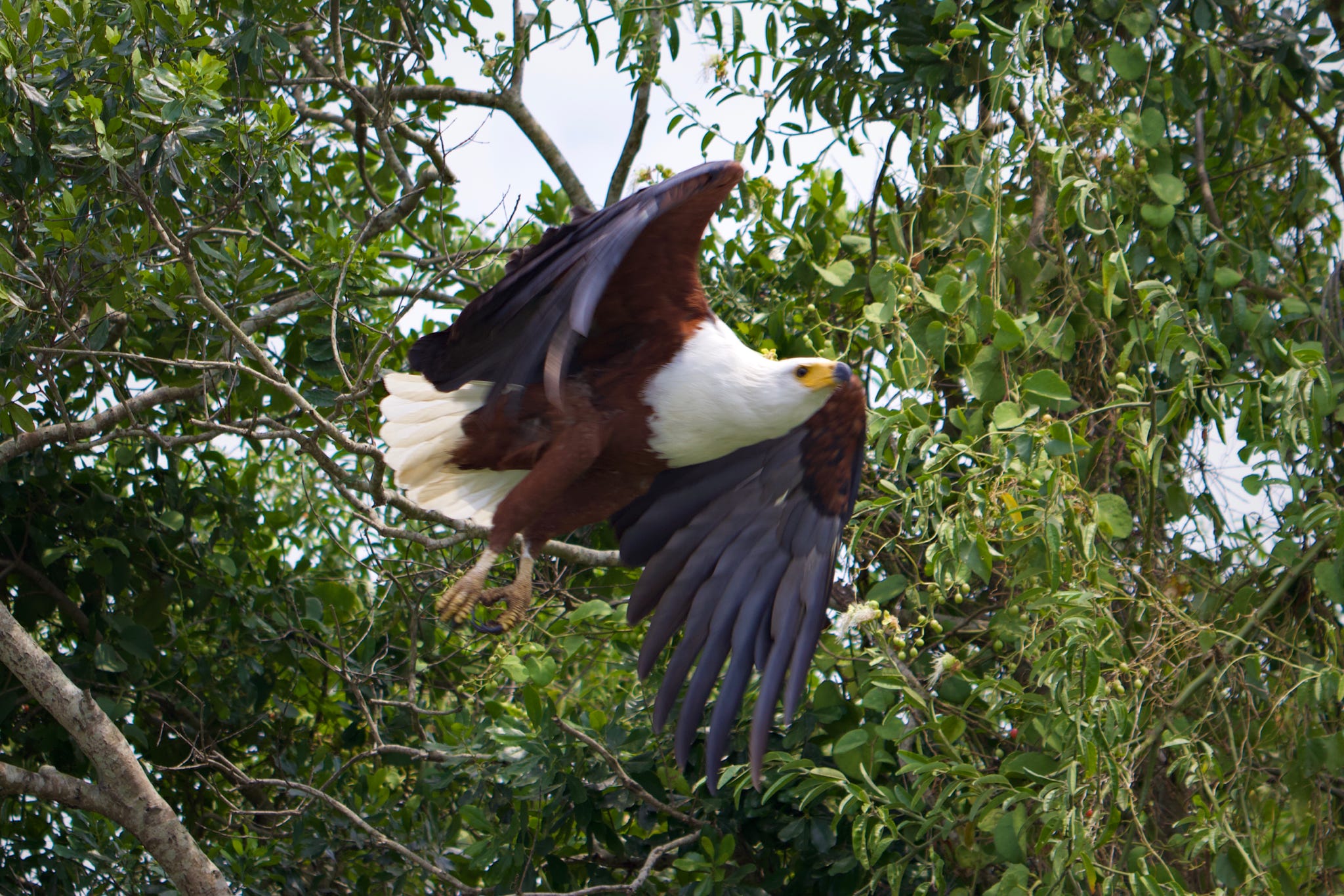 Kenya Birding Safaris