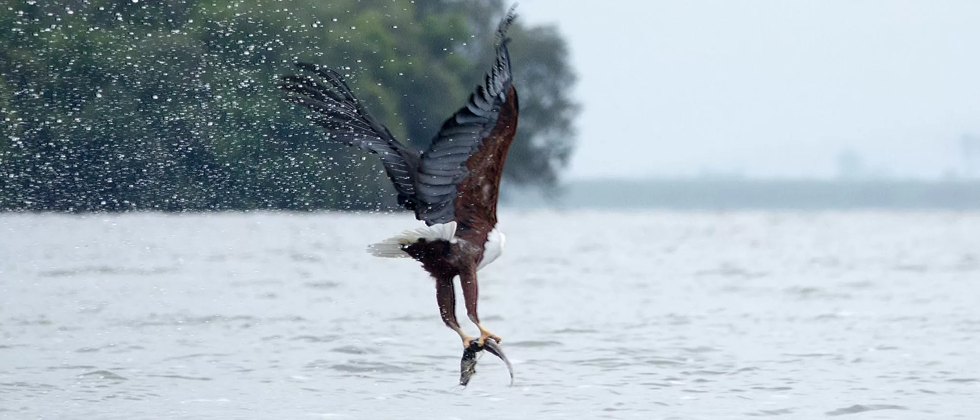 Top Bird Species to Spot on a Kenya Safari