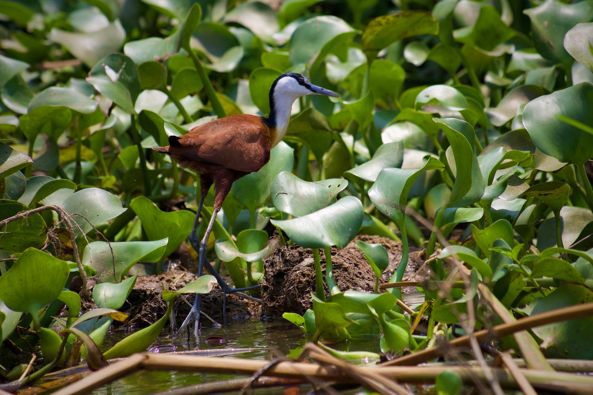 Birding Safaris in Kenya: Tips for Beginners and Enthusiasts