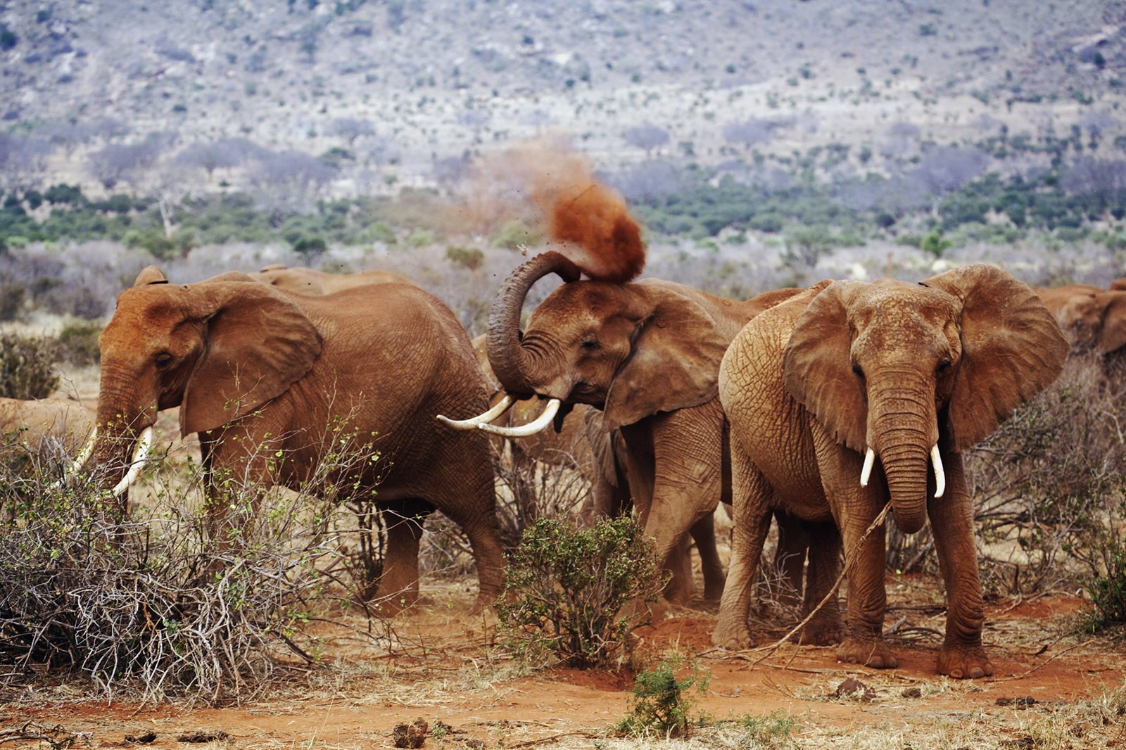 The Ultimate Kenya Safari: Combining Big Five and Birding Tours