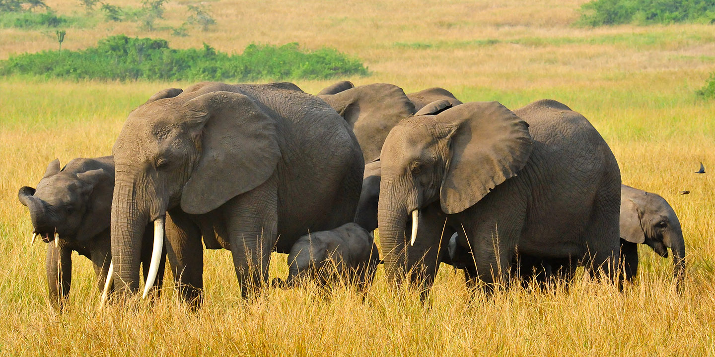 The Magic of the Big Five Safari