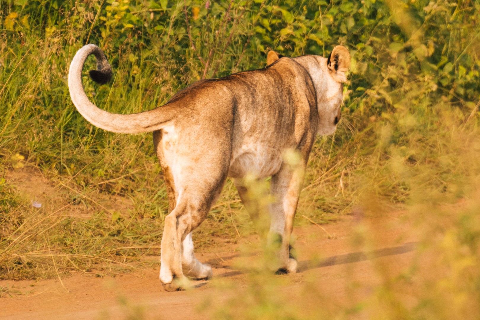 Where to See the Big Five