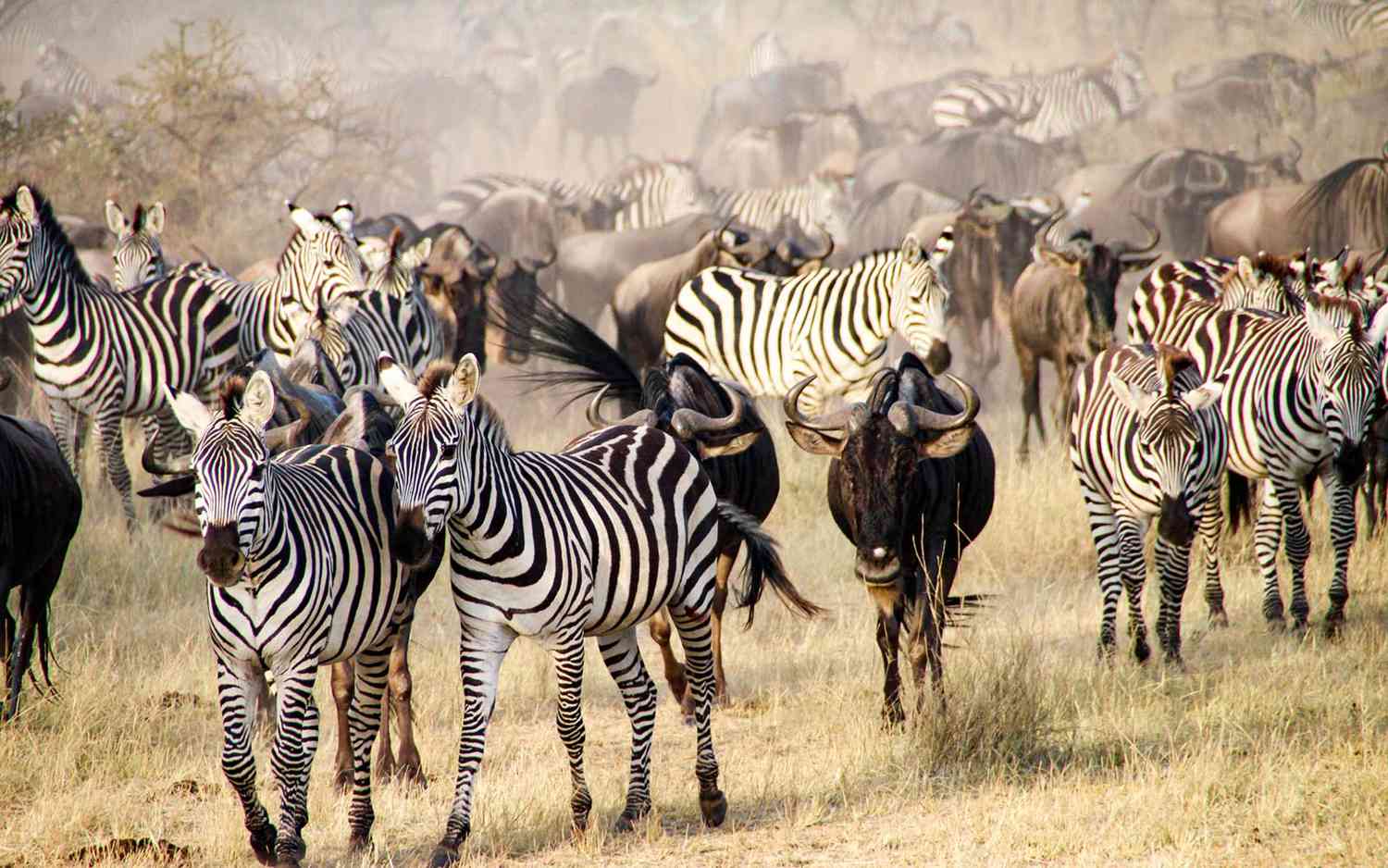 Reasons Why Tanzania Is Africa’s Ultimate Destination